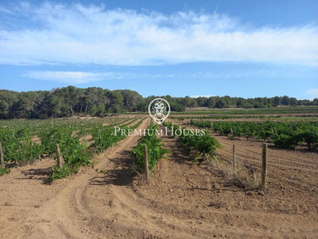 Viñedo en venta en Sant Pere de Ribes